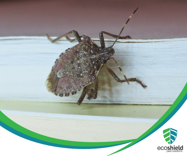 Why Are There Stink Bugs in my House?